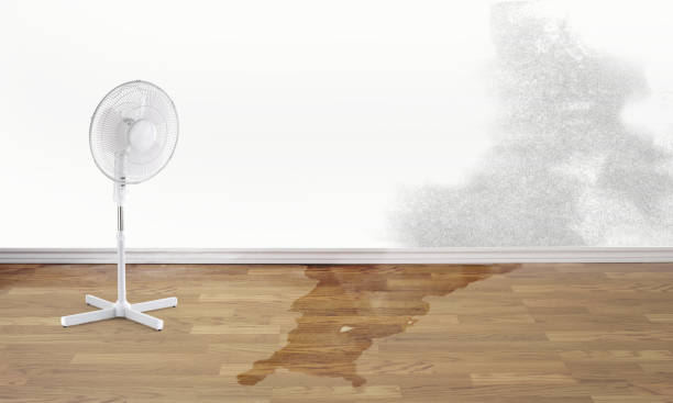 Best Water damage cleanup near me  in Kachina Village, AZ
